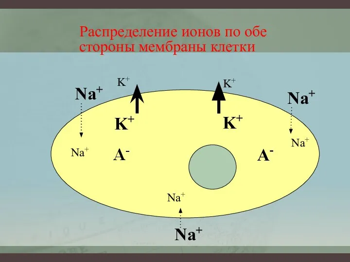 Распределение ионов по обе стороны мембраны клетки Na+ Na+ Na+ K+