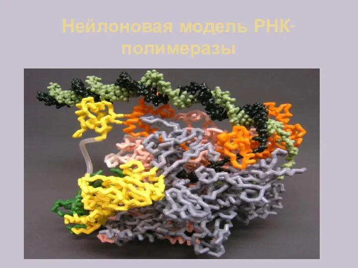 Нейлоновая модель РНК-полимеразы