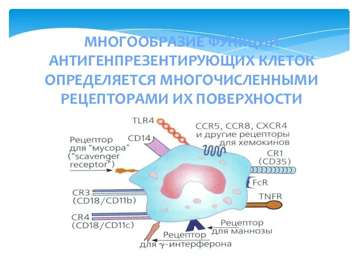 МНОГООБРАЗИЕ ФУНКЦИЙ АНТИГЕНПРЕЗЕНТИРУЮЩИХ КЛЕТОК ОПРЕДЕЛЯЕТСЯ МНОГОЧИСЛЕННЫМИ РЕЦЕПТОРАМИ ИХ ПОВЕРХНОСТИ