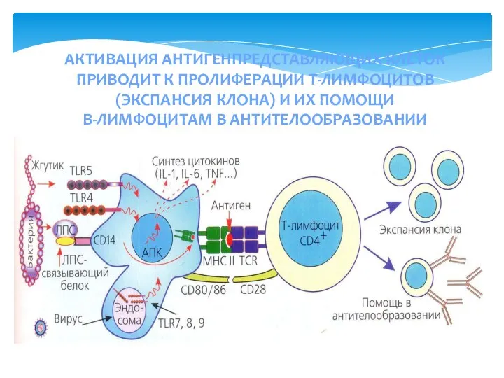 АКТИВАЦИЯ АНТИГЕНПРЕДСТАВЛЯЮЩИХ КЛЕТОК ПРИВОДИТ К ПРОЛИФЕРАЦИИ Т-ЛИМФОЦИТОВ (ЭКСПАНСИЯ КЛОНА) И ИХ ПОМОЩИ В-ЛИМФОЦИТАМ В АНТИТЕЛООБРАЗОВАНИИ