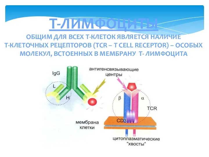 Т-ЛИМФОЦИТЫ ОБЩИМ ДЛЯ ВСЕХ Т-КЛЕТОК ЯВЛЯЕТСЯ НАЛИЧИЕ Т-КЛЕТОЧНЫХ РЕЦЕПТОРОВ (TCR –