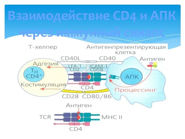 Взаимодействие CD4 и АПК через иммунный синапс