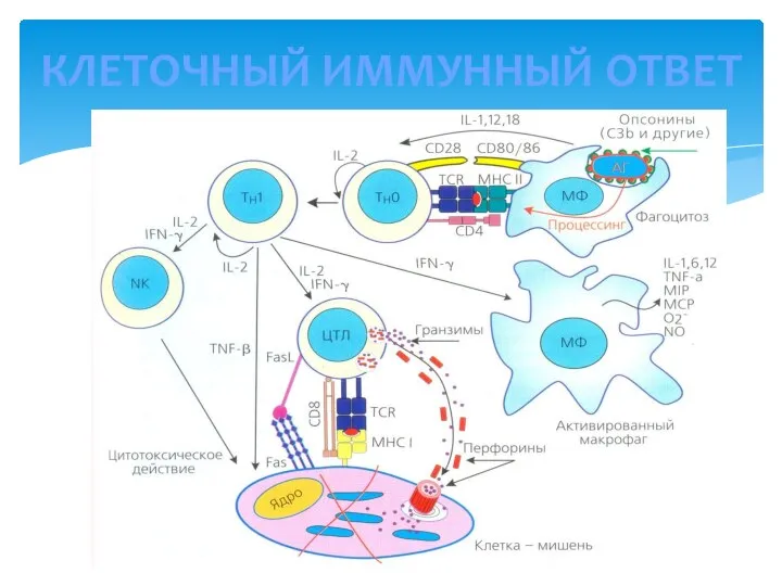 КЛЕТОЧНЫЙ ИММУННЫЙ ОТВЕТ