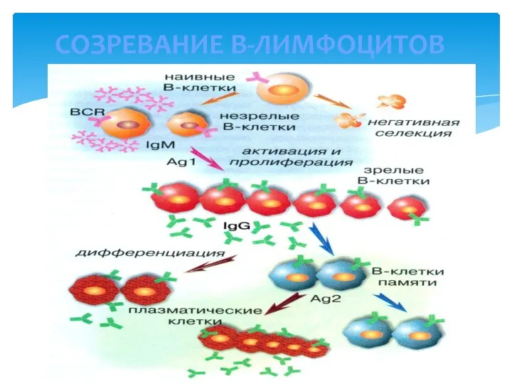 СОЗРЕВАНИЕ В-ЛИМФОЦИТОВ