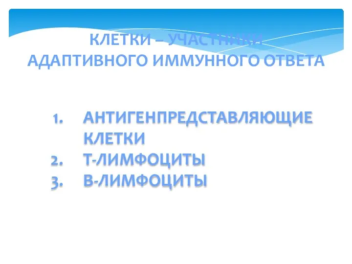 КЛЕТКИ – УЧАСТНИКИ АДАПТИВНОГО ИММУННОГО ОТВЕТА АНТИГЕНПРЕДСТАВЛЯЮЩИЕ КЛЕТКИ Т-ЛИМФОЦИТЫ В-ЛИМФОЦИТЫ