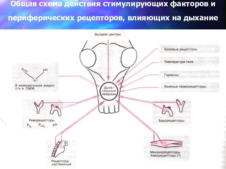 Общая схема действия стимулирующих факторов и периферических рецепторов, влияющих на дыхание