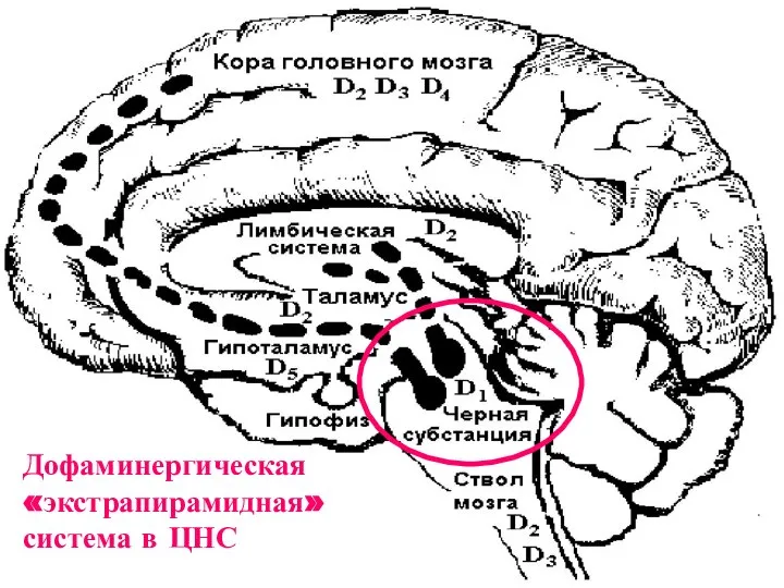 Дофаминергическая «экстрапирамидная» система в ЦНС