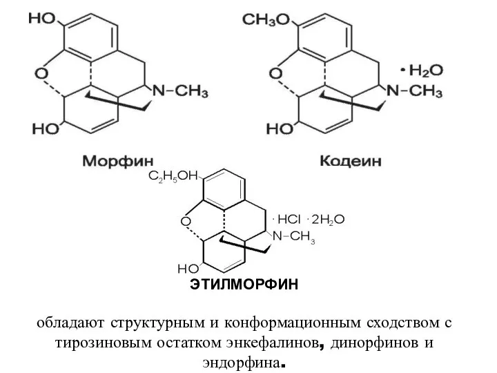 ЭТИЛМОРФИН обладают структурным и конформационным сходством с тирозиновым остатком энкефалинов, динорфинов и эндорфина.