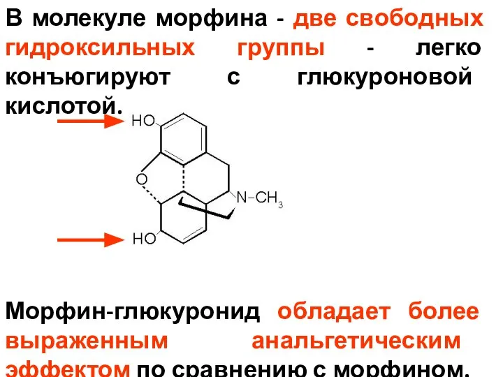 В молекуле морфина - две свободных гидроксильных группы - легко конъюгируют