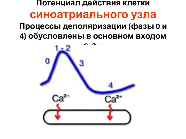 Потенциал действия клетки синоатриального узла Процессы деполяризации (фазы 0 и 4) обусловлены в основном входом Ca2+.
