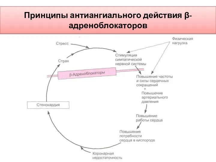 Принципы антиангиального действия β-адреноблокаторов