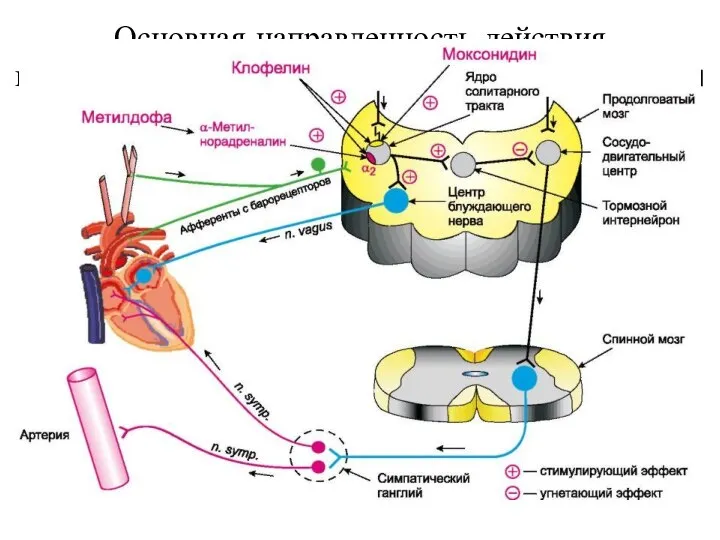 Основная направленность действия гипотензивных средств центрального действия