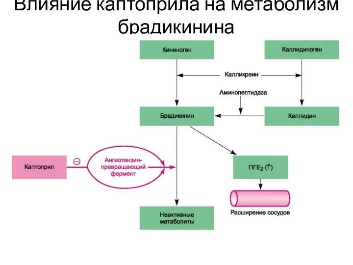 Влияние каптоприла на метаболизм брадикинина