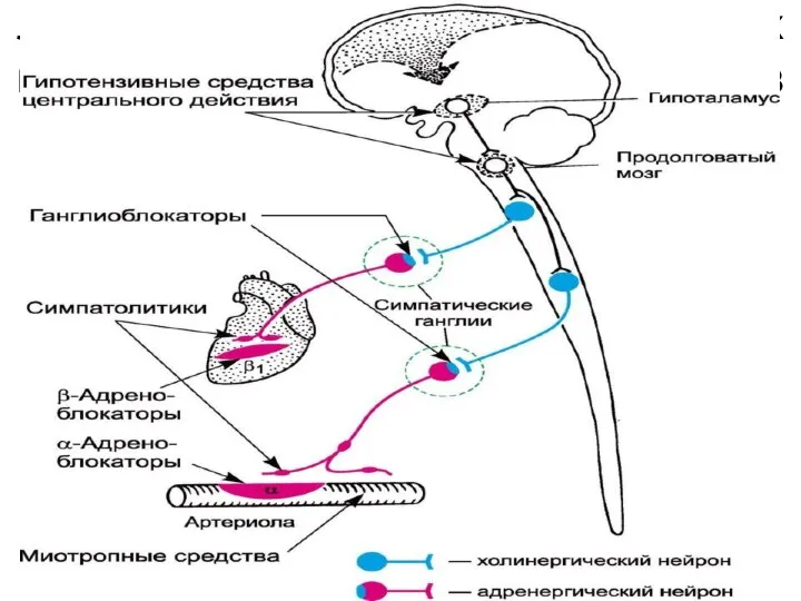 Локализация действия нейротропных и миотропных гипотензивных средств