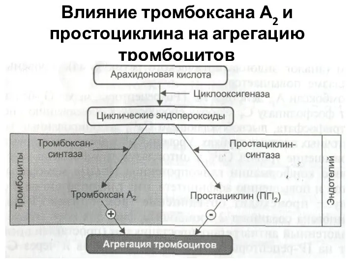 Влияние тромбоксана А2 и простоциклина на агрегацию тромбоцитов