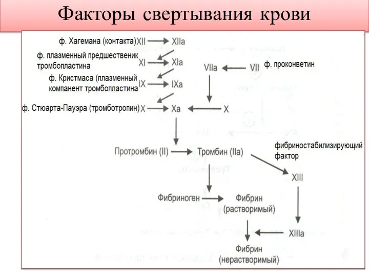 Факторы свертывания крови