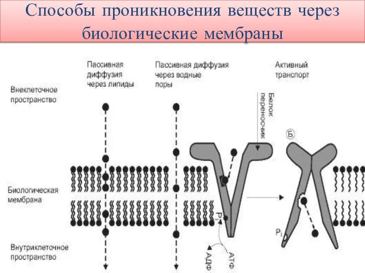 Способы проникновения веществ через биологические мембраны