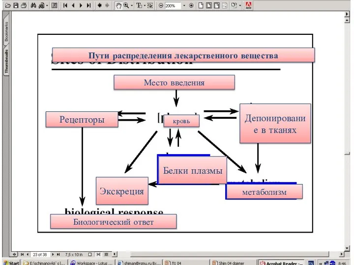 Пути распределения лекарственного вещества Место введения кровь Депонирование в тканях Белки