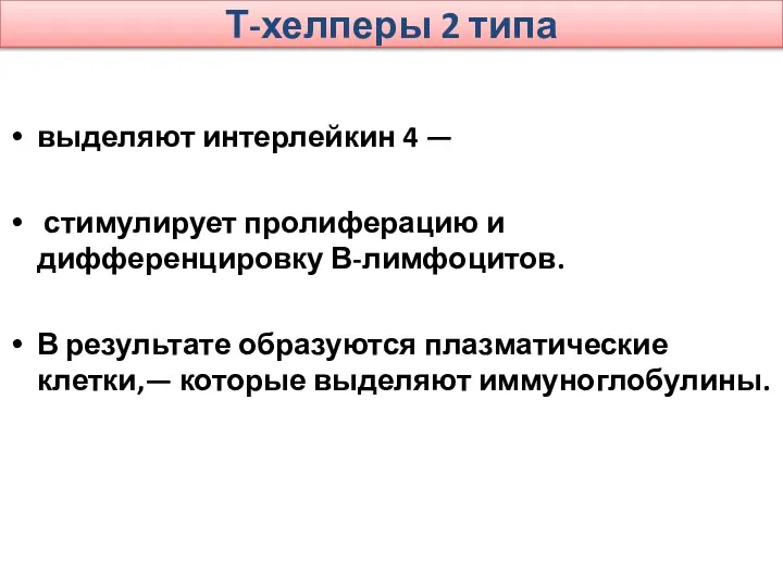 Т-хелперы 2 типа выделяют интерлейкин 4 — стимулирует пролиферацию и дифференцировку