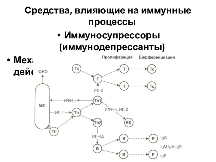 Средства, влияющие на иммунные процессы Иммуносупрессоры (иммунодепрессанты) Механизм иммуносупрессивного действия глюкокортикоидов