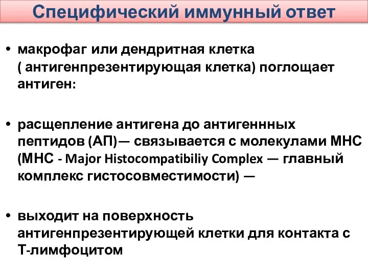 Специфический иммунный ответ макрофаг или дендритная клетка ( антигенпрезентирующая клетка) поглощает