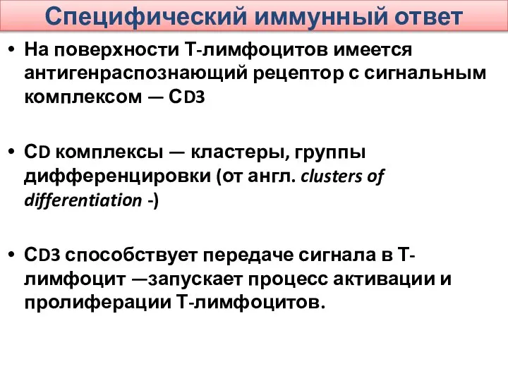 Специфический иммунный ответ На поверхности Т-лимфоцитов имеется антигенраспознающий рецептор с сигнальным