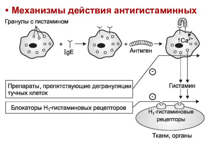 Механизмы действия антигистаминных средств