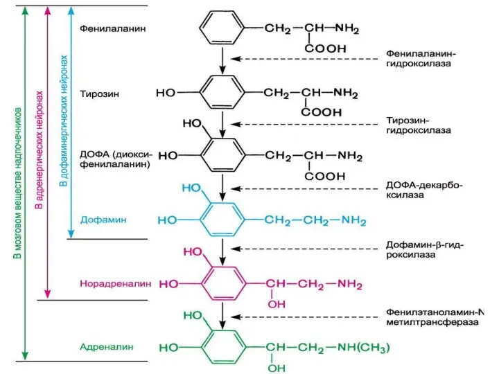 Пути биосинтеза дофамина, норадреналина и адреналина.