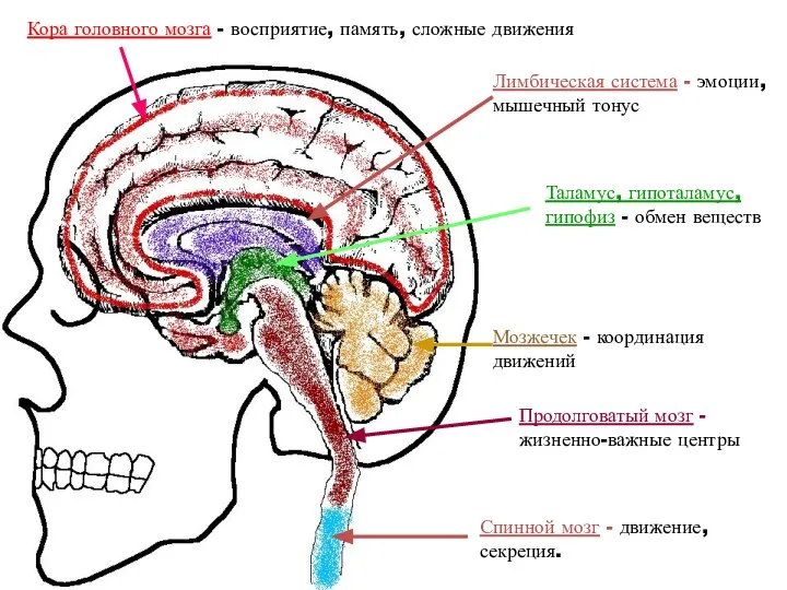 Кора головного мозга - восприятие, память, сложные движения Лимбическая система -