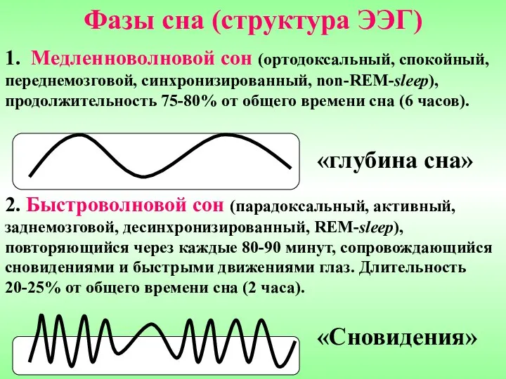 Фазы сна (структура ЭЭГ) 1. Медленноволновой сон (ортодоксальный, спокойный, переднемозговой, синхронизированный,