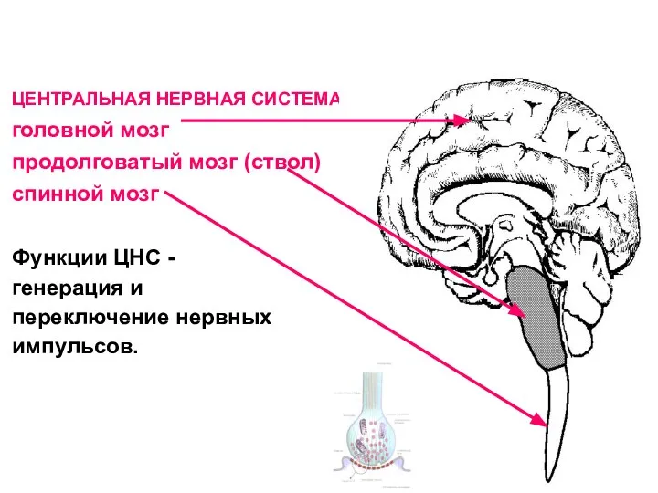 ЦЕНТРАЛЬНАЯ НЕРВНАЯ СИСТЕМА головной мозг продолговатый мозг (ствол) спинной мозг Функции