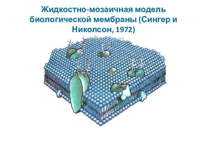 Жидкостно-мозаичная модель биологической мембраны (Сингер и Николсон, 1972)