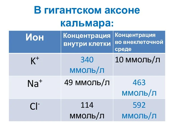 В гигантском аксоне кальмара: