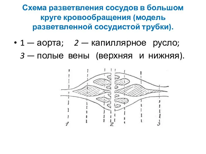 Схема разветвления сосудов в большом круге кровообращения (модель разветвленной сосудистой трубки).