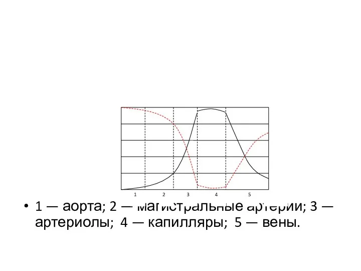 1 — аорта; 2 — магистральные артерии; 3 — артериолы; 4 — капилляры; 5 — вены.