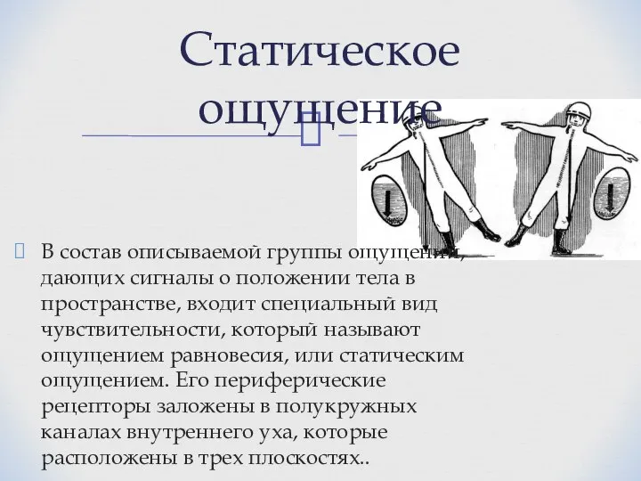 В состав описываемой группы ощущений, дающих сигналы о положении тела в