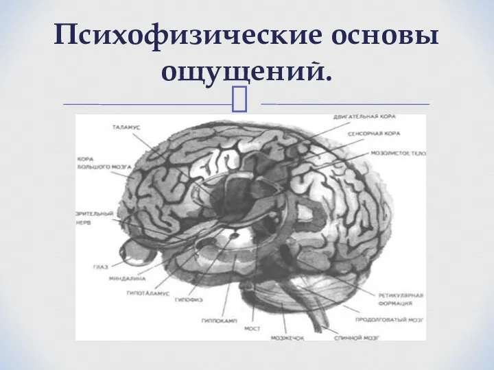 Психофизические основы ощущений.