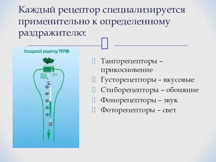 Тангорецепторы – прикосновение Густорецепторы – вкусовые Стиборецепторы – обоняние Фонорецепторы –