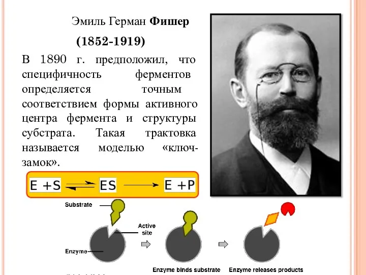 Эмиль Герман Фишер (1852-1919) В 1890 г. предположил, что специфичность ферментов