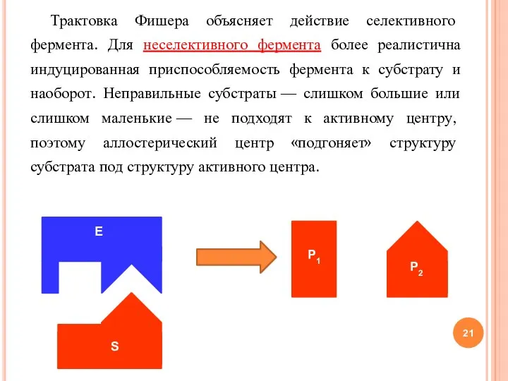 Трактовка Фишера объясняет действие селективного фермента. Для неселективного фермента более реалистична