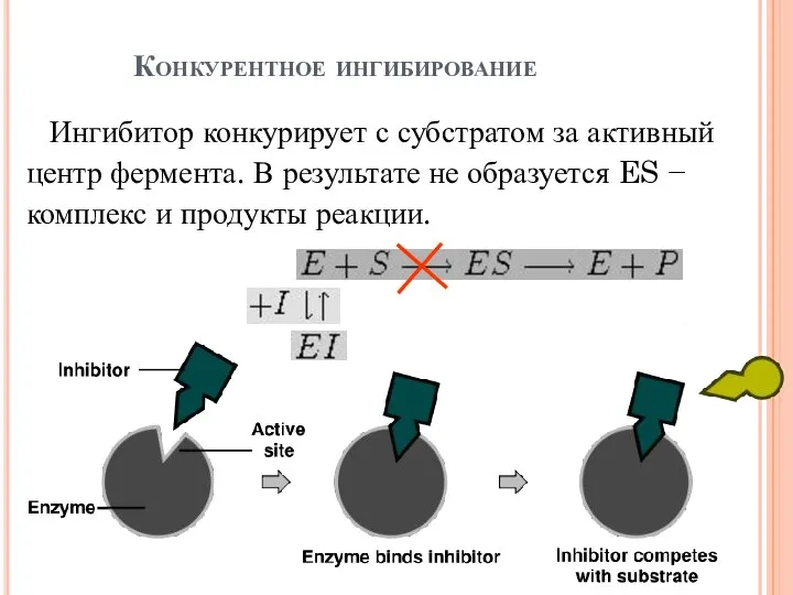 Конкурентное ингибирование Ингибитор конкурирует с субстратом за активный центр фермента. В