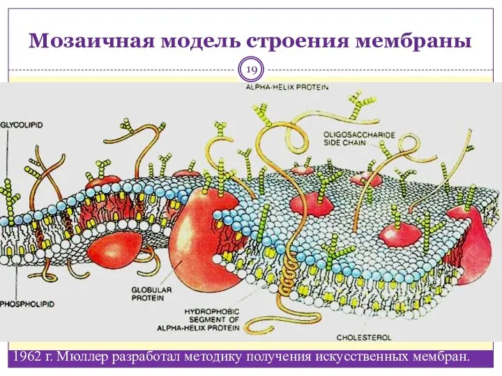 Мозаичная модель строения мембраны 1962 г. Мюллер разработал методику получения искусственных мембран.