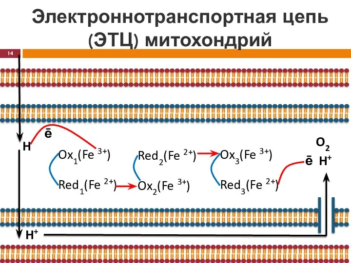 Электроннотранспортная цепь (ЭТЦ) митохондрий H ē Ox1(Fe 3+) Red1(Fe 2+) Ox2(Fe