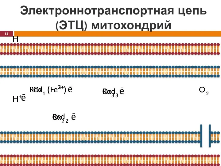 Электроннотранспортная цепь (ЭТЦ) митохондрий Н Н+ ē Ox1 (Fe3+) Red1 (Fe2+)