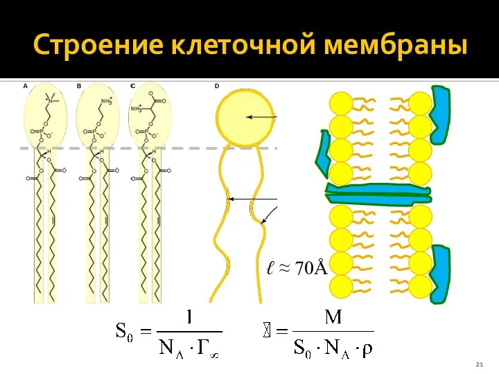 Строение клеточной мембраны ℓ ≈ 70Å