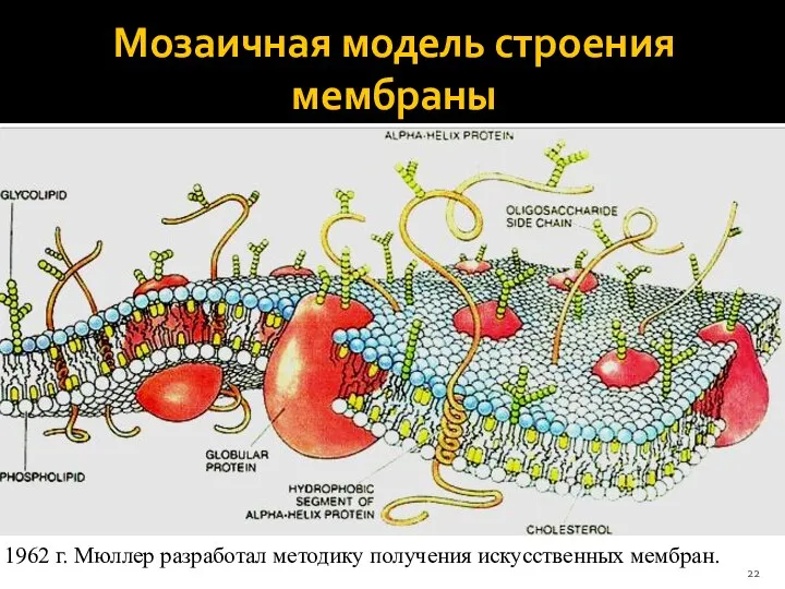 Мозаичная модель строения мембраны 1962 г. Мюллер разработал методику получения искусственных мембран.