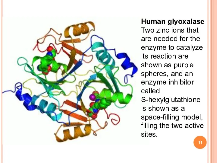 Human glyoxalase Two zinc ions that are needed for the enzyme