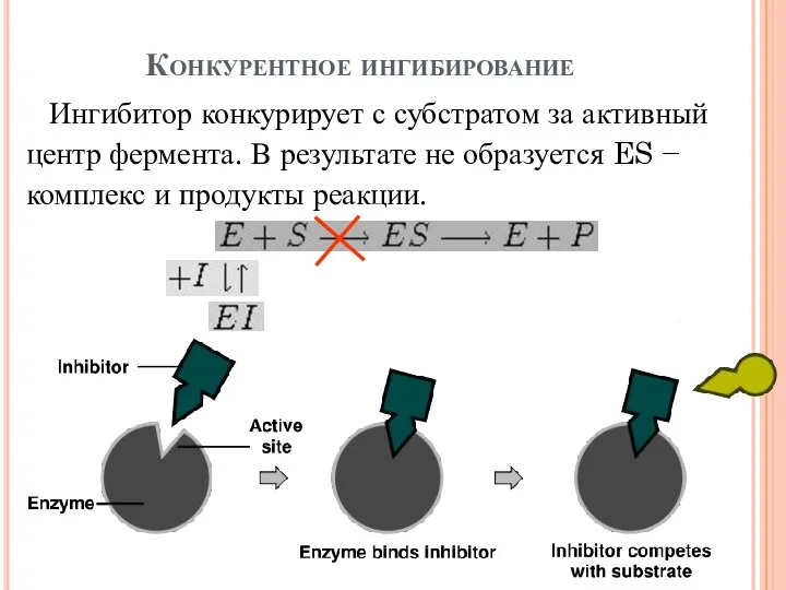 Конкурентное ингибирование Ингибитор конкурирует с субстратом за активный центр фермента. В