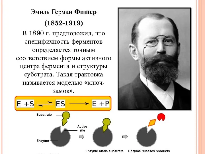 Эмиль Герман Фишер (1852-1919) В 1890 г. предположил, что специфичность ферментов