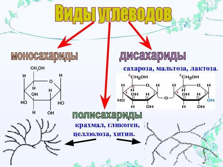 Виды углеводов моносахариды дисахариды полисахариды сахароза, мальтоза, лактоза. крахмал, гликоген, целлюлоза, хитин.